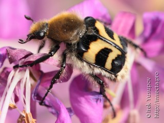 Trichius fasciatus