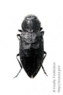 Имаго  (Melanophila acuminata)