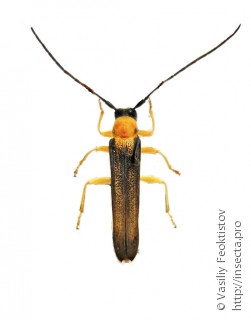 Самец  (Oberea pupillata)