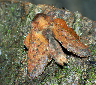 Phyllodesma tremulifolia