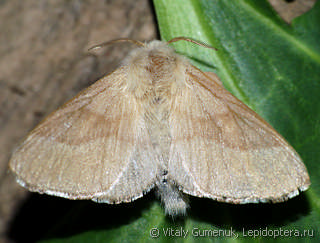 Malacosoma neustria