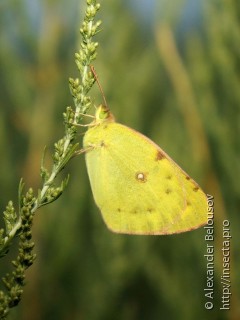 Colias erate