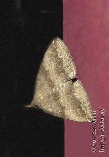 Zanclognatha umbrosalis