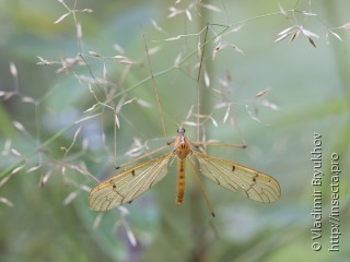 Metalimnobia bifasciata