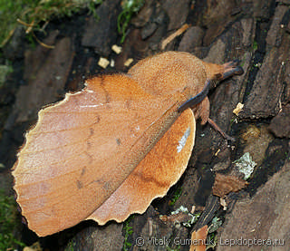 Gastropacha quercifolia