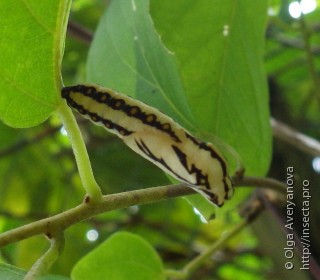 Acraea terpsicore