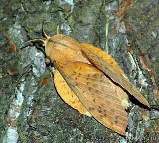 Имаго  (Gastropacha populifolia)
