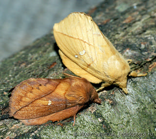 Самец и самка  (Euthrix potatoria)