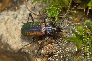 Nebria banksi