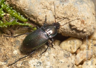 Самец  Poecilus reflexicollis