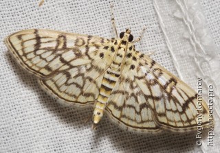 Notarcha basipunctalis