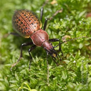 Carabus smaragdinus