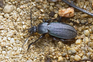 Carabus wulffiusi