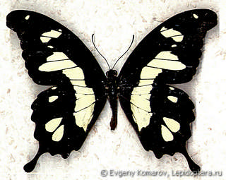 Имаго  Papilio hesperus