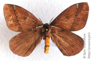 Pseudodirphia andicola