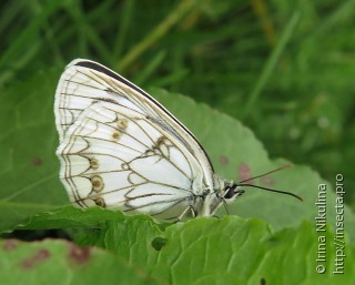 Melanargia halimede