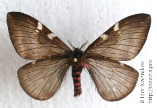 Самец  Paradirphia oblita