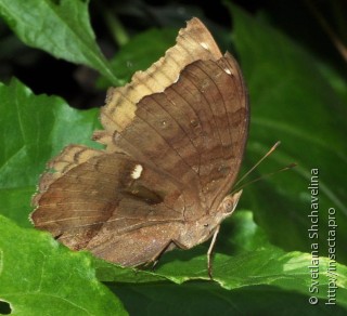 Junonia iphita iphita