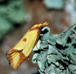 Agapeta zoegana