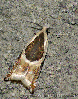 Ancylis badiana