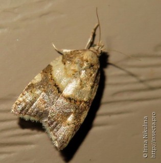 Имаго  Acleris conchyloides