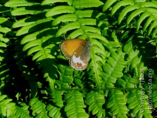 Coenonympha arcania