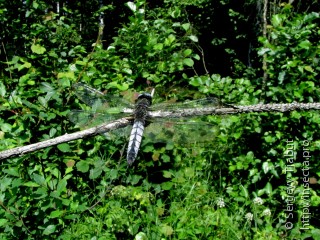 Orthetrum albistylum