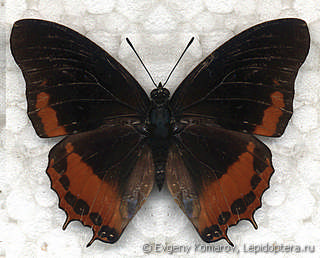 Charaxes anticlea