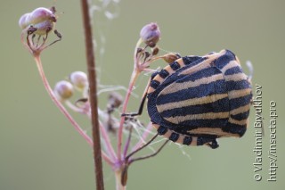 Graphosoma lineatum