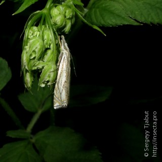 Crambus lathoniellus