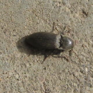 Elateridae