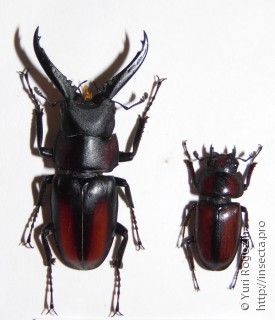 Самец и самка  Prosopocoilus spineus