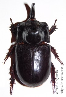Самец  Trichogomphus martabani