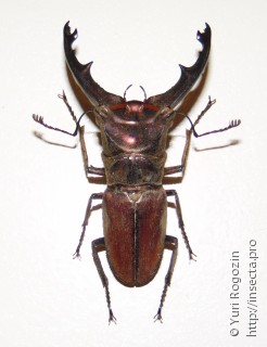 Самец  Cyclommatus zuberi