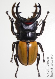 Самец  Odontolabis spectabilis