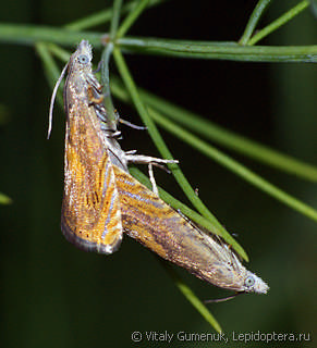 Самец и самка  Dichrorampha vancouverana