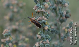 Cosmoclopius nigroannulatus