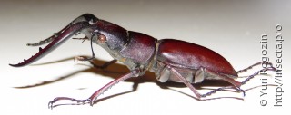 Prosopocoilus inclinatus