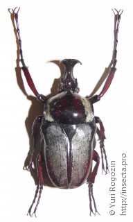 Самец  Herculaisia melaleuca