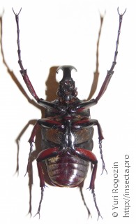 Самец  Herculaisia melaleuca