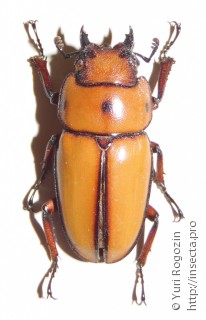 Самка  Prosopocoilus occipitalis