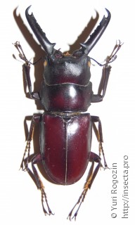 Самец  Prosopocoilus gertrudae