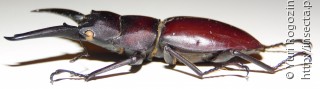 Prosopocoilus gertrudae