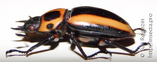 Homoderus mellyi