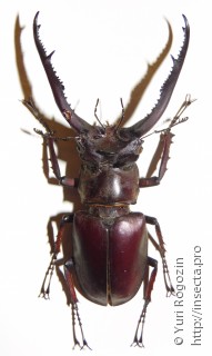 Самец  Lucanus laminifer