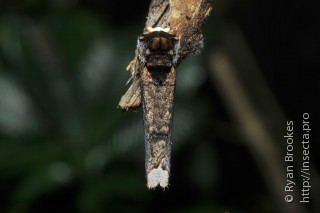 Phalera grotei