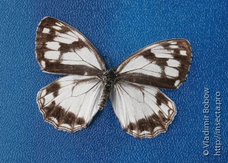 Melanargia epimede