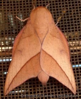 Самец  Adeloneivaia catoxantha