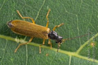 Rhagonycha lignosa