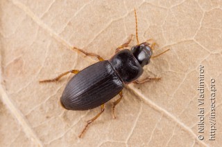 Harpalus smaragdinus